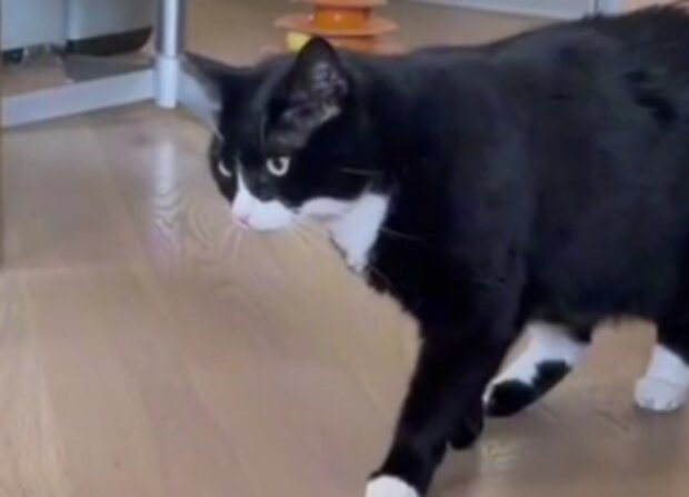 Kočka. Foto: snímek obrazovky TikTok
