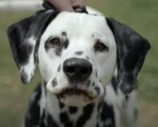 Pes. Foto: snímek obrazovky YouTube