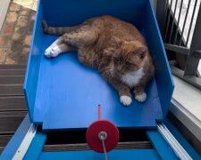 Kocour. Foto: snímek obrazovky YouTube