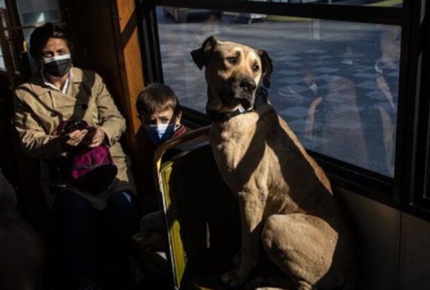 Pes. Foto: snímek obrazovky GETTY IMAGES