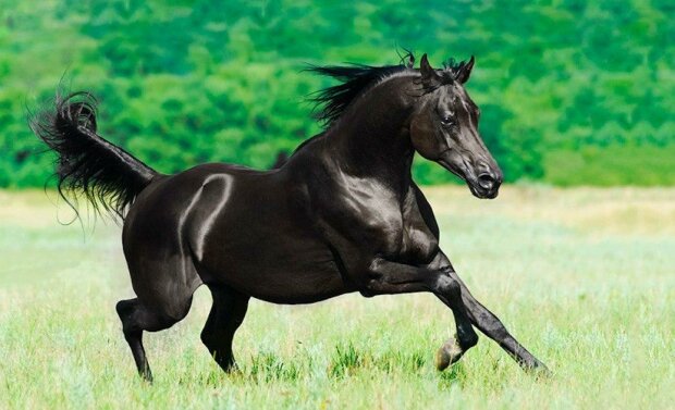 Patnáct nádherných koní, jejichž krása vám vyrazí dech