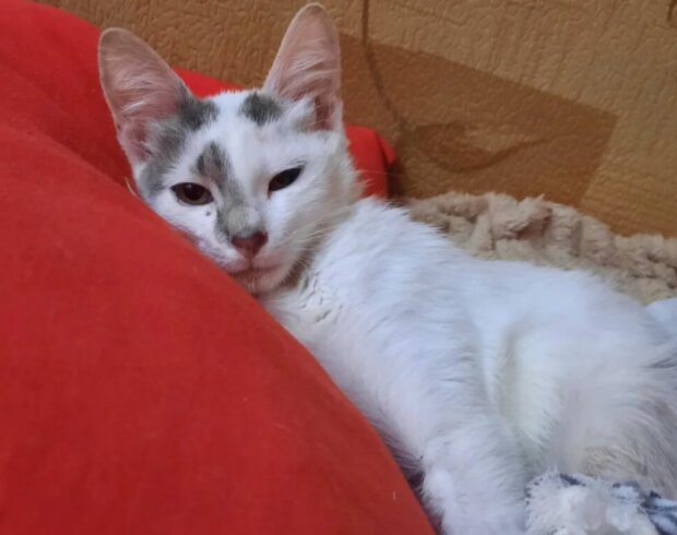 Kočka. Foto: snímek obrazovky laykni.com