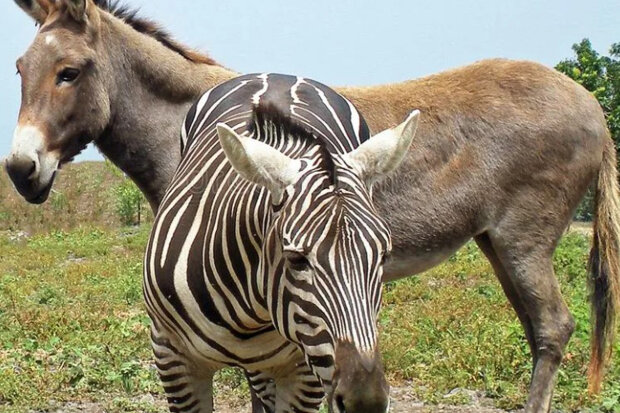 Divoká zebra se spřátelila s oslem na farmě a porodila potomka