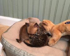 Pes a kočka. Foto: snímek obrazovky laykni.com