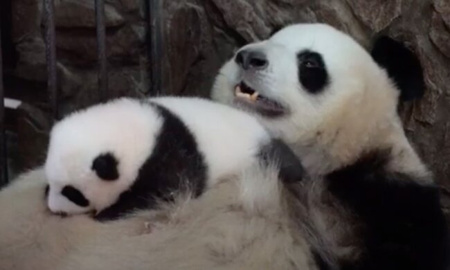 Okouzlující video: maminka-panda ukolébá její mládě