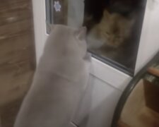 Kočka. Foto: snímek obrazovky YouTube