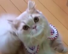 Úžasná kočička Belle, s ocasem podobným ocasu veverky