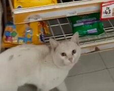 Kocour, který neměl ocas, zdvořile požádal kolemjdoucí, aby mu koupila jídlo, a ona se rozhodla, že je to osud