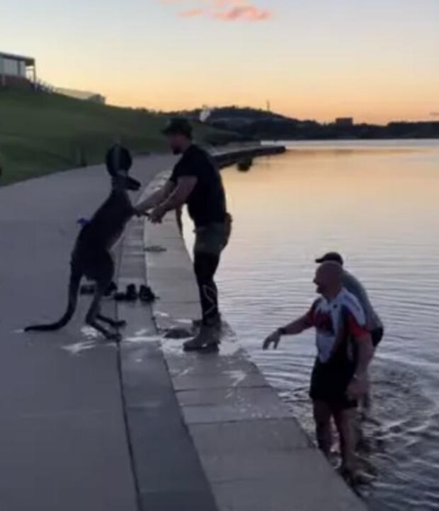 Záchranáři a klokan. Foto: snímek obrazovky YouTube