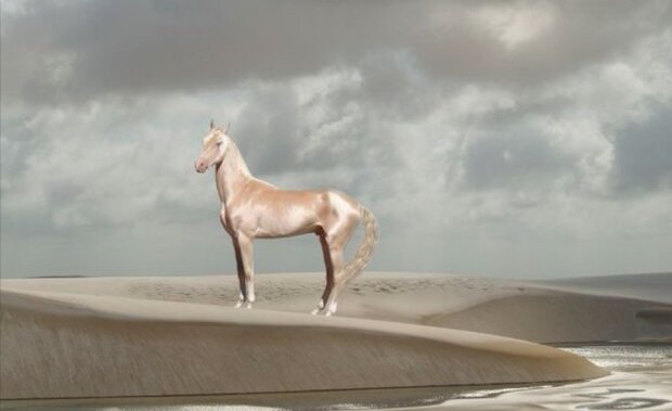 Jak vypadají nejvíce fotogeničtí koně na světě