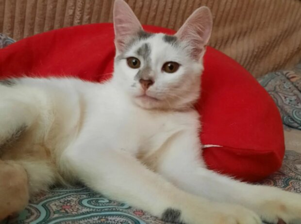 Kočka. Foto: snímek obrazovky laykni.com