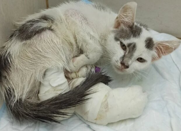 Kočka. Foto: snímek obrazovky laykni.com