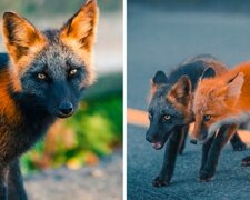 Bratr a sestra, vzácné zbarvené lišky, se spřátelili s fotografem a pózovali pro něj několik týdnů