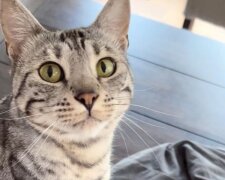 Kočka. Foto: snímek obrazovky Instagram