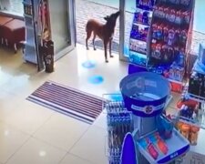 Toulavý pes klidně šel do lékárny a požádal farmaceutku o pomoc