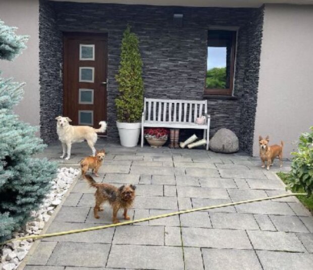 Bendová o krutých osudech pejsků z útulku. Foto: snímek obrazovky extra.cz