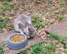 Jak žena přesvědčila kočku bez domova, aby přinesla koťata