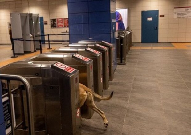 Pes. Foto: snímek obrazovky GETTY IMAGES