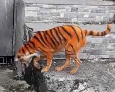 Pes. Foto: snímek obrazovky YouTube