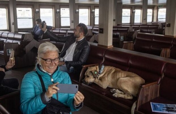 Pes. Foto: snímek obrazovky GETTY IMAGES