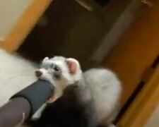 Tři vtipná videa o neposlušných mazlíčcích a jejich trikech
