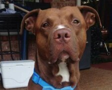 Pitbull se vytrhnul z vodítka a skočil do keřů:  po chvíli později se ozval pronikavý hlas dítě