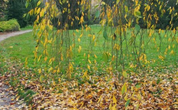 Počasí. Foto: snímek obrazovky stars24.cz