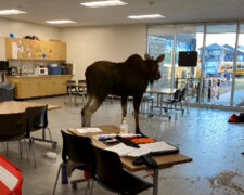 "Můj syn telefonicky řekl, že vidí v prostorách školy losa": jak lekci ve škole přerušil los