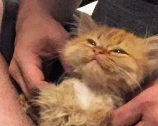 Když byla ještě kotě se ocitnula v útulku a odtud se dostala k milující vlastnice, které Ray nikdy nepřestane usmívat