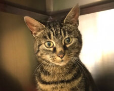 "Je pravděpodobné, že kočka utekla a od nových majitelů": Kočka se vrátila domů poté, co zmizela před 5 lety