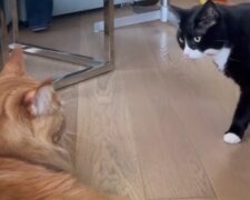 Kočka. Foto: snímek obrazovky TikTok