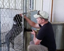 Pes. Foto: snímek obrazovky laykni.com