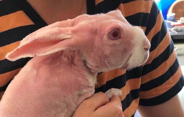 Před eutanázií byl zachráněn neobvyklý králík a stal se hvězdou internetu