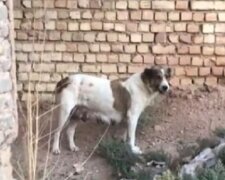 Kojící fenka vyběhla na silnici, aby lidé mohli zachránit její štěně