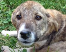 Pes. Foto: snímek obrazovky YouTube