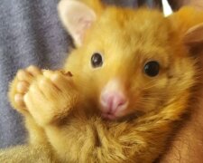 Zvíře. Foto: snímek obrazovky laykni.com