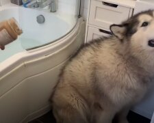 Pes. Foto: snímek obrazovky YouTube