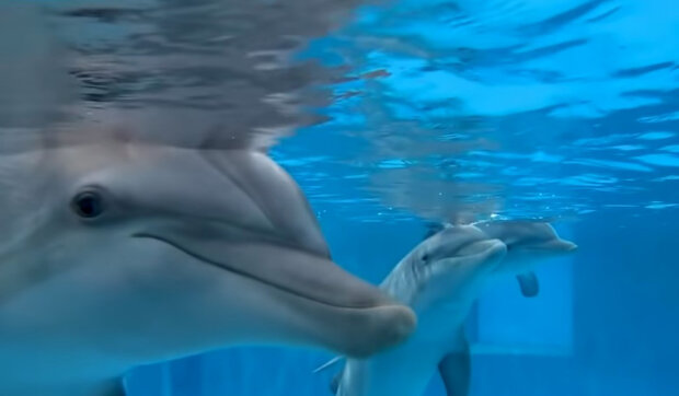 Na Faerských ostrovech se konal lov delfínů: Asi 1500 delfínů obětovalo své životy marně. Místní ochránci přírody pochybují o zákonnosti tohoto lovu