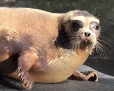 Tuleň. Foto: snímek obrazovky YouTube