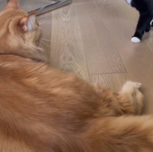 Kočka. Foto: snímek obrazovky TikTok