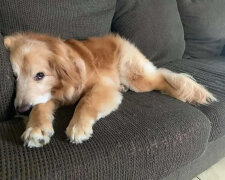 Pes děsil návštěvníky útulku podivným úsměvem: Čekal jen na svého majitele