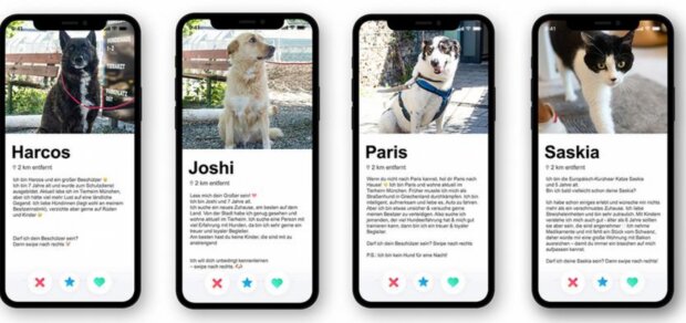 Zvířata. Foto: snímek obrazovky dw.com