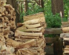 Test pozornosti: Na fotografii je kočka, ale ne každý schopen ji najít