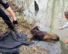 Během procházky psi narazili na “velkého bobra”: nešťastné zvíře bylo třeba zachraňovat dvakrát