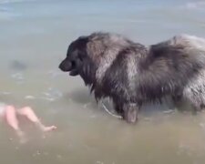 V dojemném video obrovský pes „zachrání“ svou malou vlastníci z velkých vln