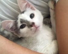 Kočka. Foto: snímek obrazovky laykni.com