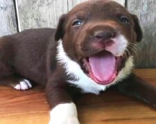 „Ne Photoshop“: Labrador se narodil se srdíčkem na hlavě