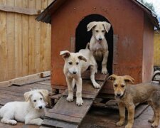 Zvířátko. Foto: snímek obrazovky YouTube