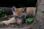 "Stellu našli v lese jako štěně. Vyrostla a se jako vlk, ale svou rodinu si zamilovala. Její hrozné vytí zachránilo 1 život": ze života
