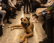 Pes. Foto: snímek obrazovky GETTY IMAGES